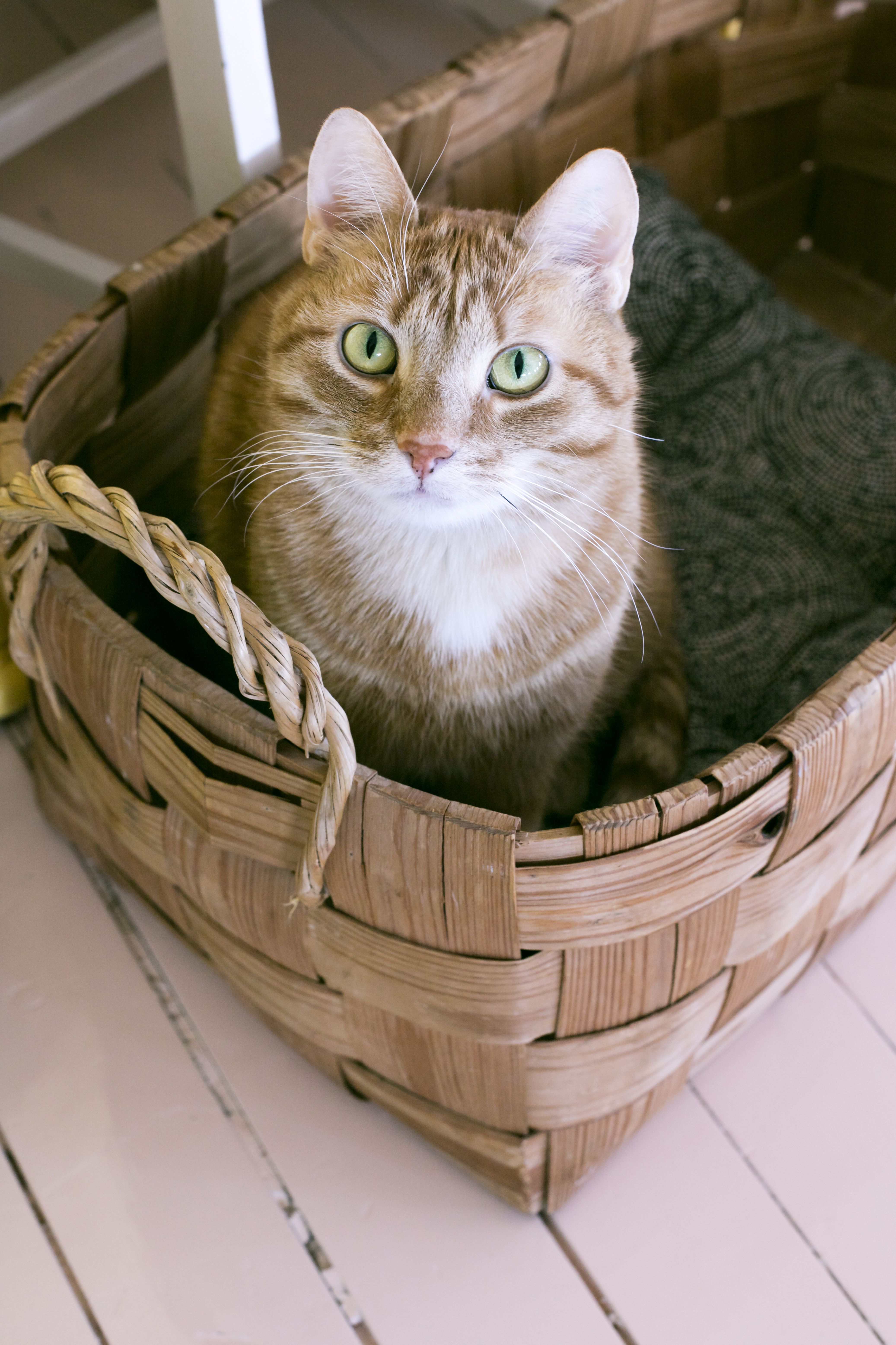 Edulla on oma paikkansa vanhassa pärekorissa. Seuralliset kaksoskissat, Edu ja Dave, ovat löytökissoja. Nyt veljekset ovat seitsemän vuoden ikäisiä.